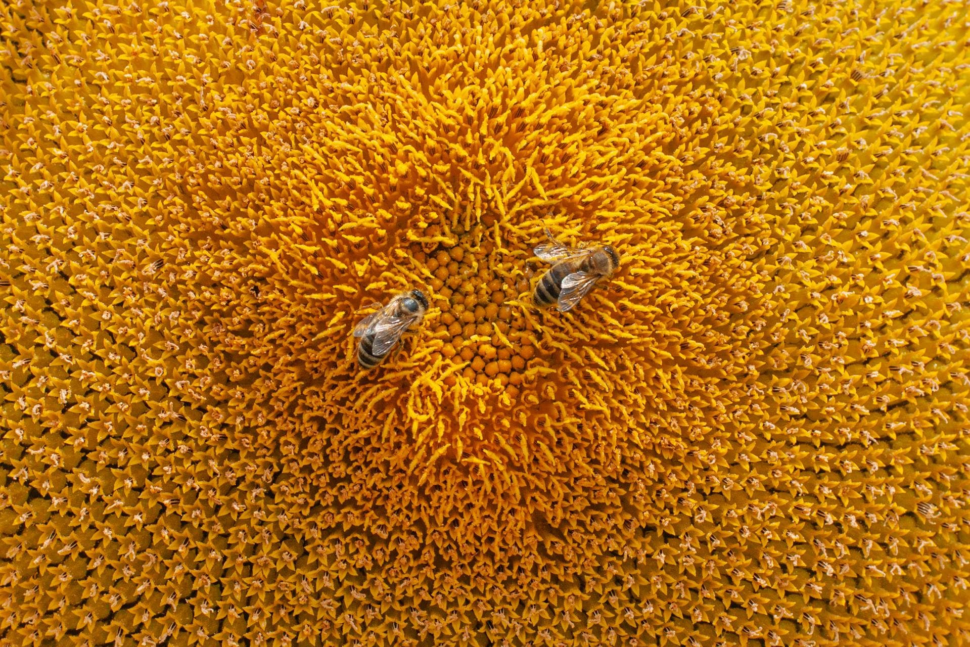 Abejas sobre un girasol amarillo representando ingredientes naturales